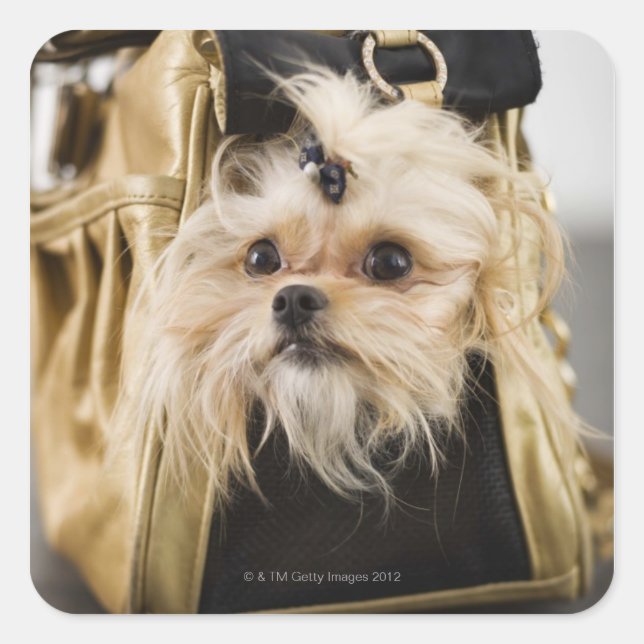 Dog in a purse square sticker (Front)