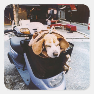 Dog in Basket of Motorscooter Square Sticker