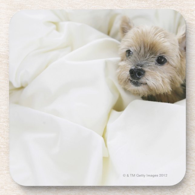 Dog in bed coaster (Front)