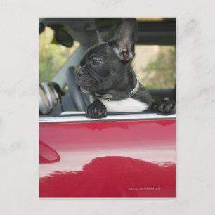 Dog in car postcard