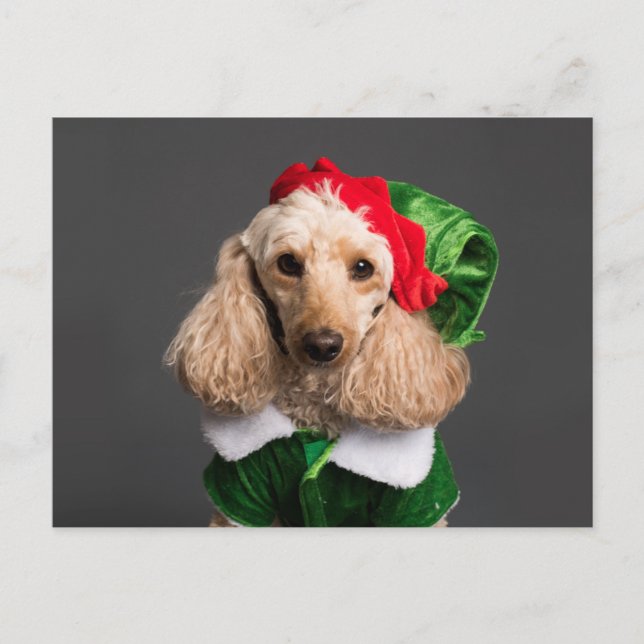 Dog in Elf Costume Postcard (Front)