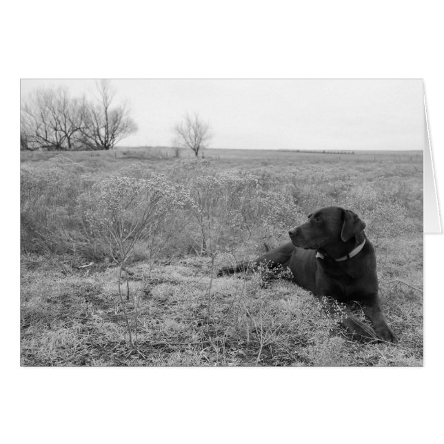 Dog in Field Card (Front Horizontal)