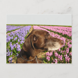 dog in front of a spring flower field postcard