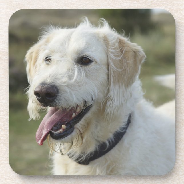 Dog in heath land. coaster (Front)