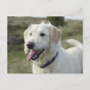 Dog in heath land. postcard