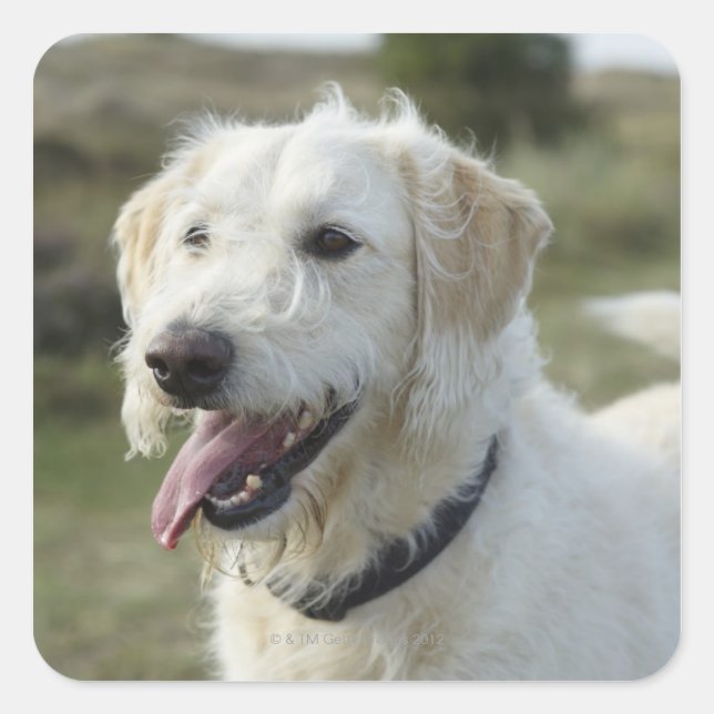 Dog in heath land. square sticker (Front)