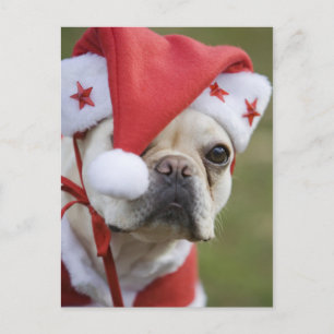 Dog in holiday costume postcard