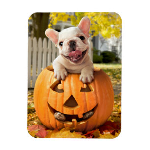 Dog in Jack-o-Lantern Magnet