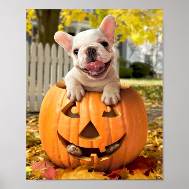 Dog in Jack-o-Lantern Poster (Front)