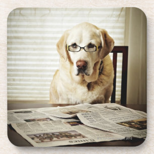 Dog in morning routine coaster