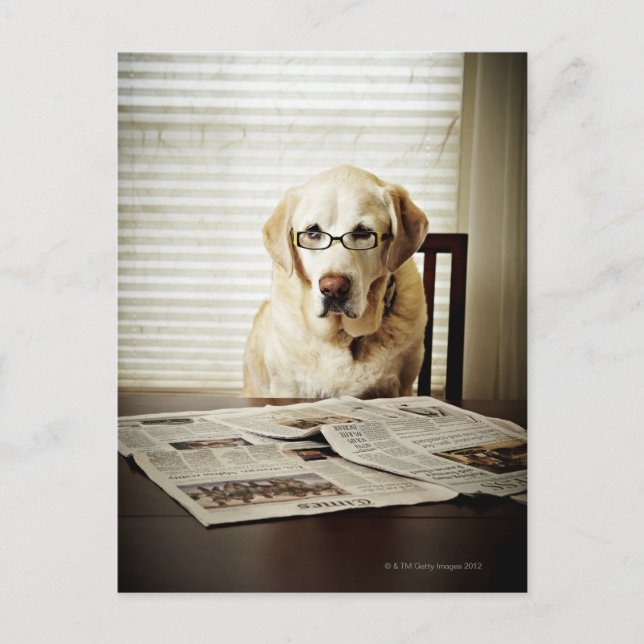 Dog in morning routine postcard (Front)