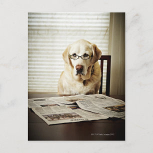 Dog in morning routine postcard