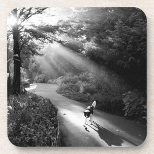 Dog in morning sunlight coaster
