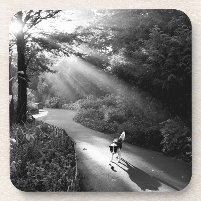 Dog in morning sunlight coaster (Front)