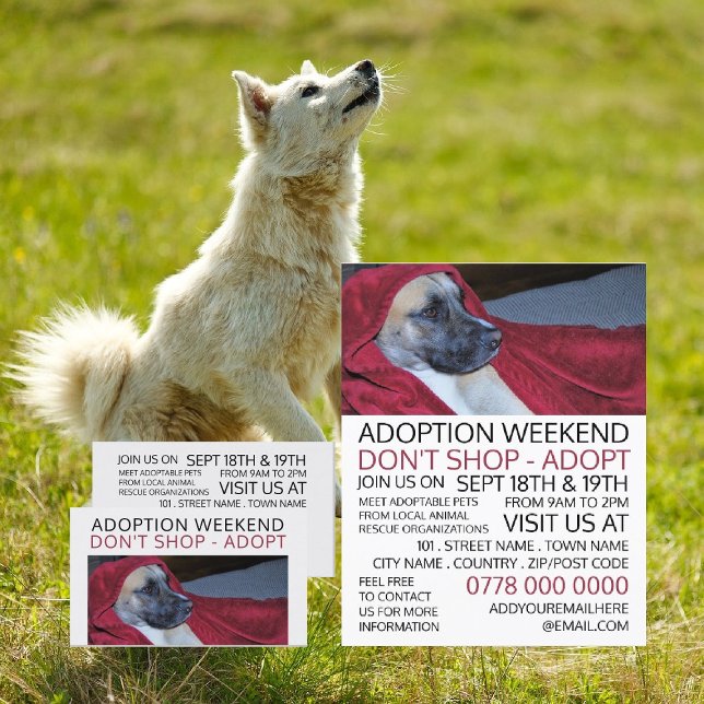Dog in Red Blanket, Pet Adoption Event Advertising Business Card (Creator Uploaded)