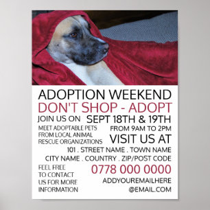 Dog in Red Blanket, Pet Adoption Event Advertising Poster