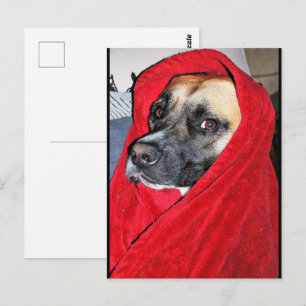 Dog in Red Blanket Portrait Postcard
