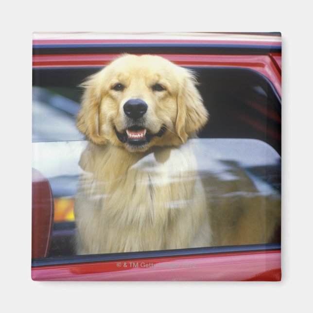 Dog in red car window magnet (Front)