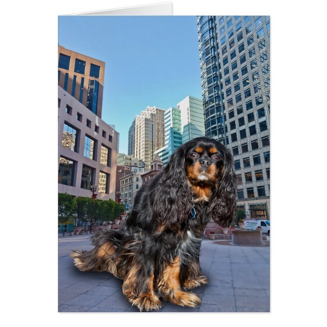 DOG IN THE CITY (Front)