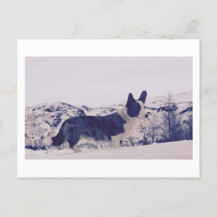 Dog in the snow Holiday Postcard