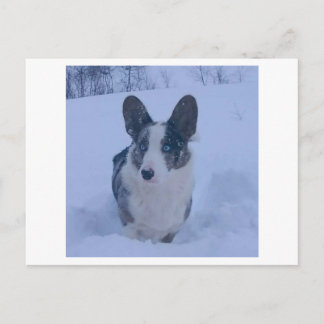 Dog in the snow Holiday Postcard