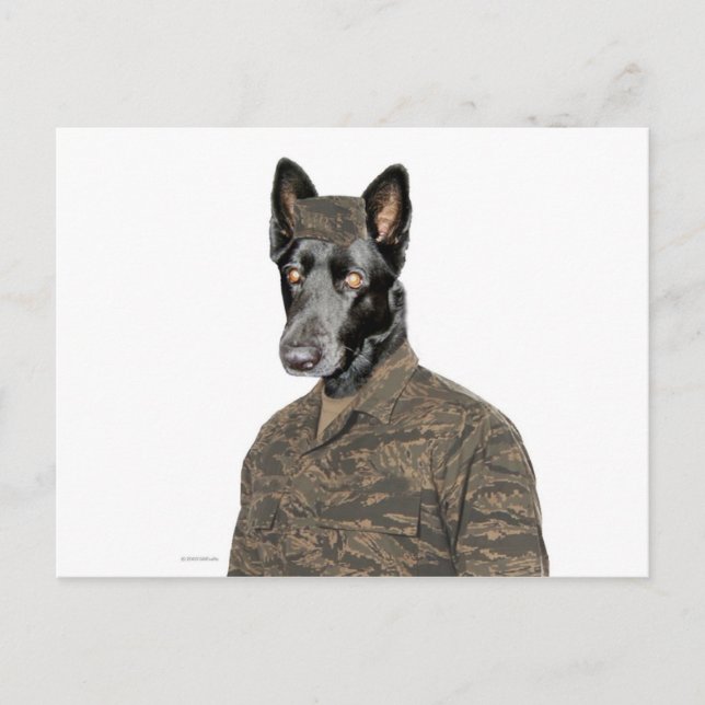 Dog In Uniform Postcard (Front)