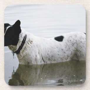 Dog in Water with Tennis Ball Coaster