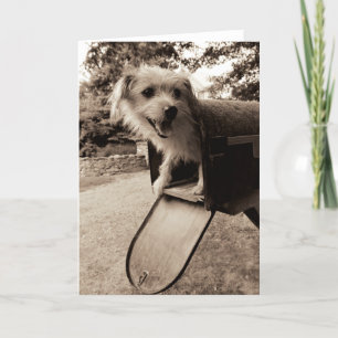 Dog Inside a Mailbox Card