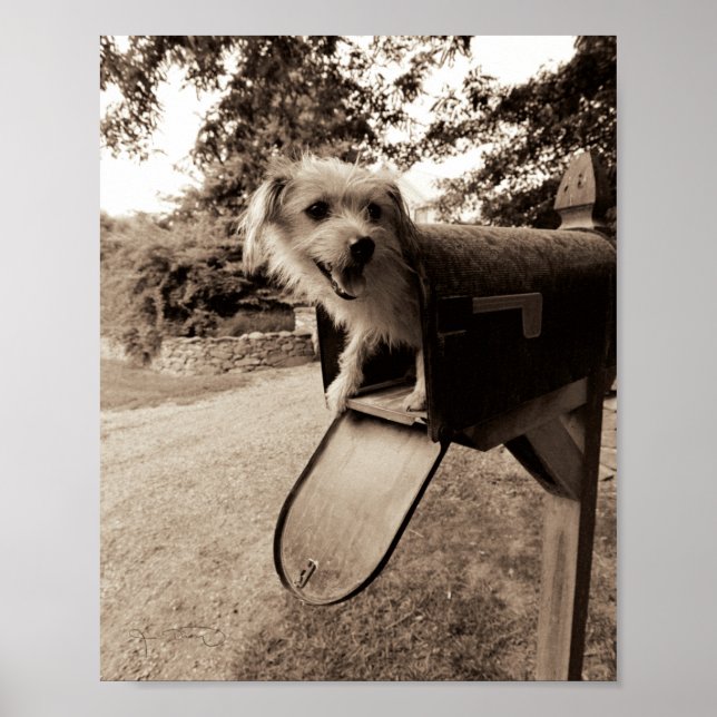 Dog Inside a Mailbox Poster (Front)