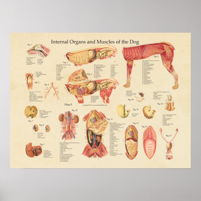 Dog Internal Organ Anatomy Wall Chart (Front)