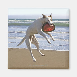 Dog jumping to catch a frisbee on beach magnet
