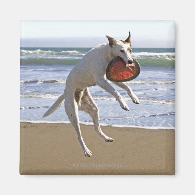 Dog jumping to catch a frisbee on beach magnet (Front)