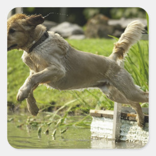 Dog jumps into pond square sticker