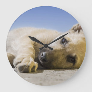 dog large clock