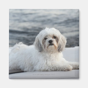 Dog laying by the water magnet