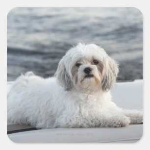 Dog laying by the water square sticker