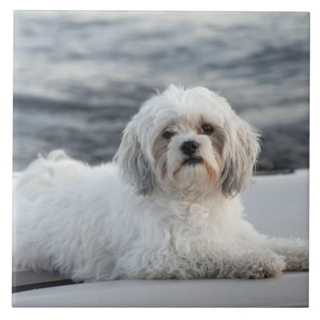 Dog laying by the water tile (Front)