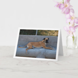 Dog Laying Portrait Card