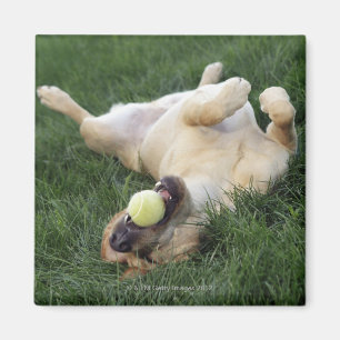 Dog laying upside down in grass with tennis ball magnet