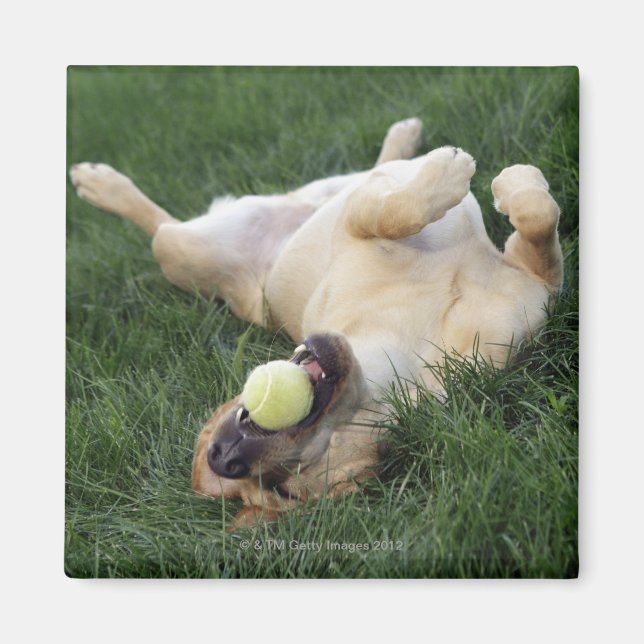 Dog laying upside down in grass with tennis ball magnet (Front)