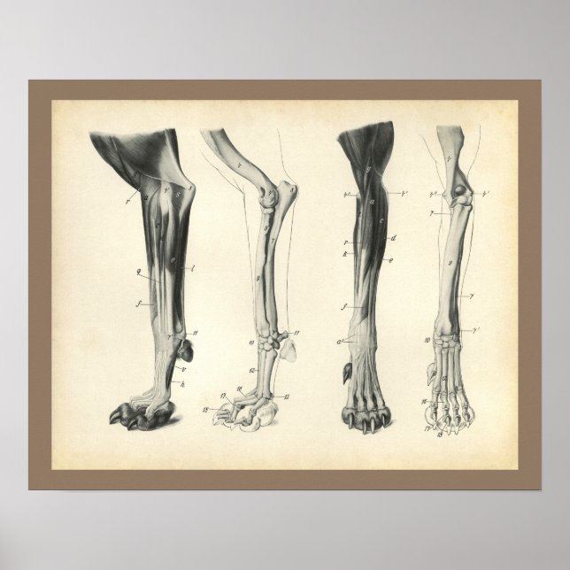 Dog Leg Bones Muscles Veterinary Anatomy Print (Front)