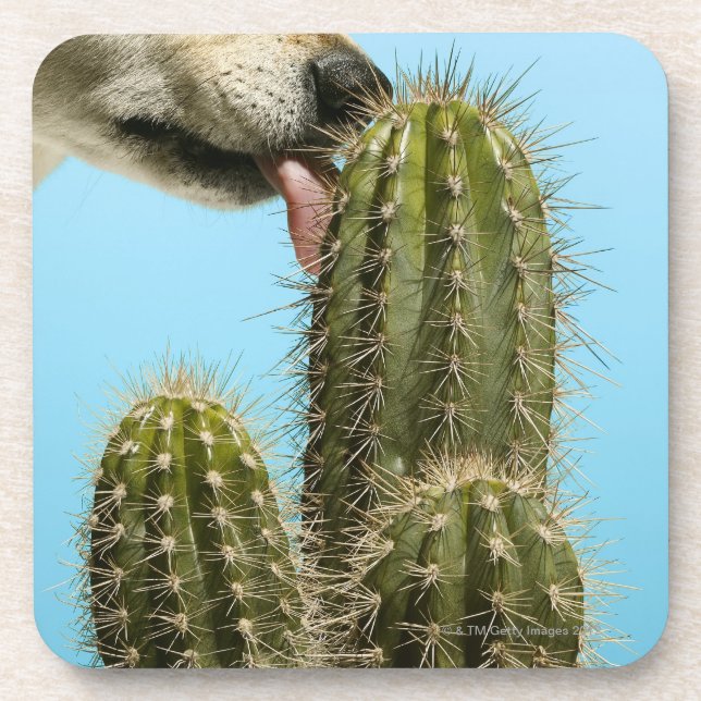 Dog licking cactus, close-up coaster (Front)