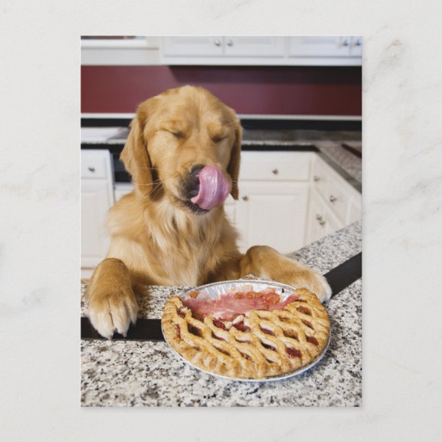 Dog licking nose after eating cherry pie in postcard (Front)