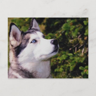 Dog Lookin Upward Postcard