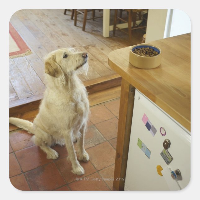 Dog looking at food on table. square sticker (Front)