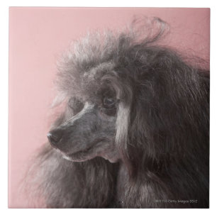 Dog looking away ceramic tile
