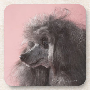 Dog looking away coaster