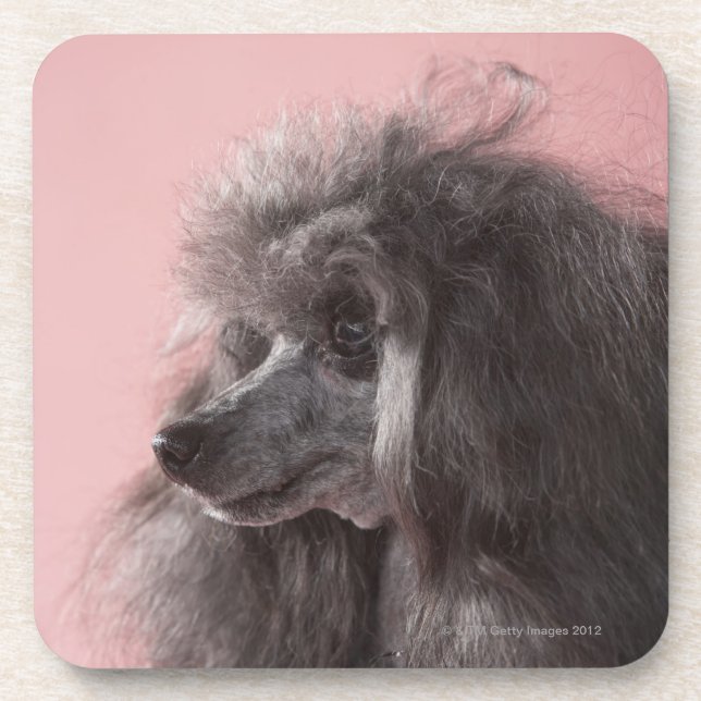 Dog looking away coaster (Front)