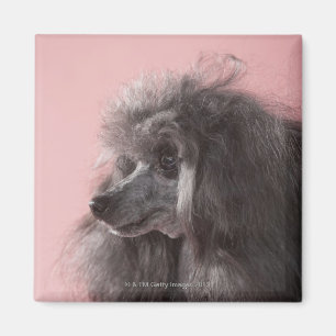 Dog looking away magnet