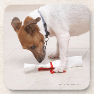 Dog looking down a diploma coaster